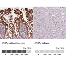 CMC2 Antibody, Novus Biologicals:Antibodies:Primary Antibodies
